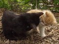 ２匹の子猫　表示サイズ:120x90